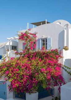 White house with Bougainvillea Bush