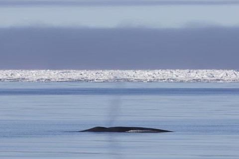 Blow through blowhole of blue whale