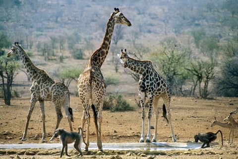 Giraffes