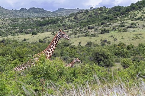 South African giraffe