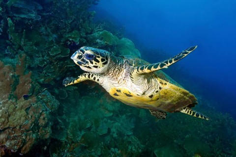 Hawksbill turtle