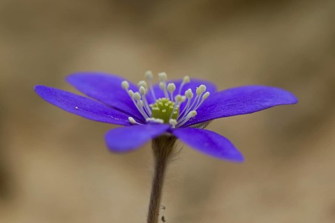 Common Hepatica