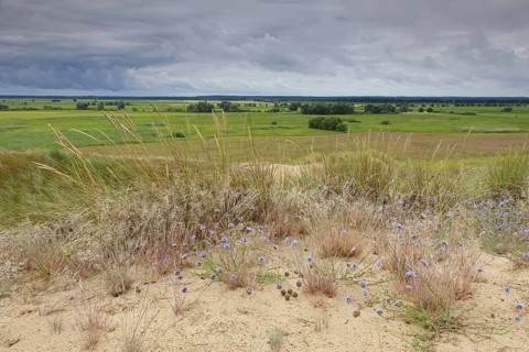 Inland Dunes by Klein Schmoelen near the Elbe river