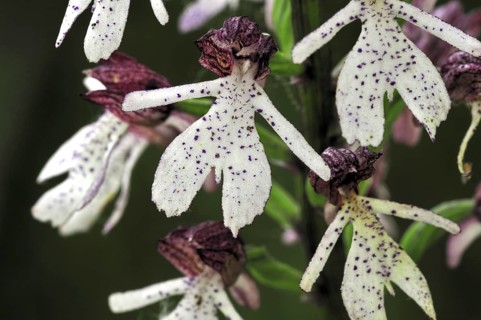 Lady orchid