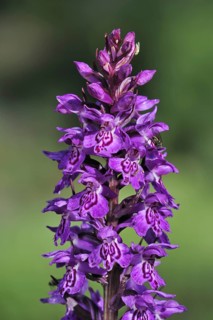 Broad-leaved Marsh Orchid