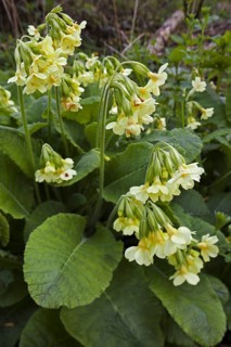 True oxlip