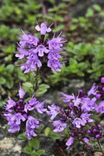 Large thyme