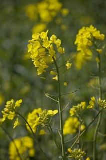 Field with rapeseed