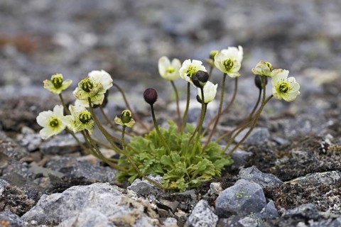 Svalbard poppy