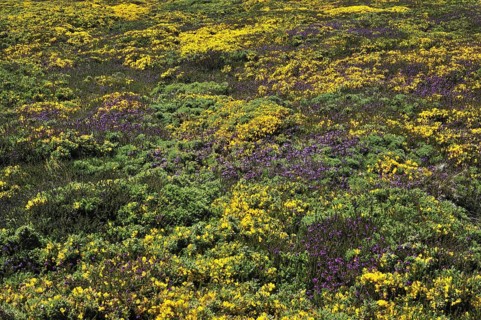 Flowering heather and gorse on top of cliff at the Pointe du Raz at Plogoff