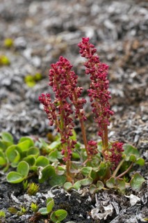 Mountain sorrel