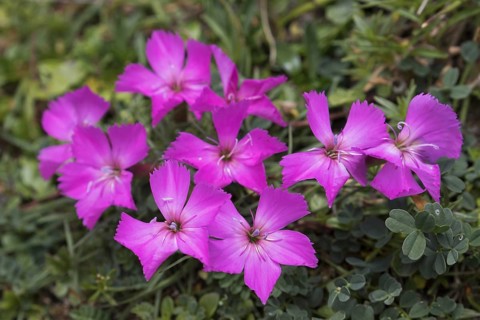 Charterhouse pink