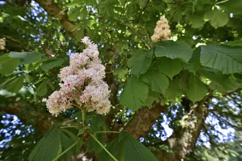 Blossoming horse-chestnut