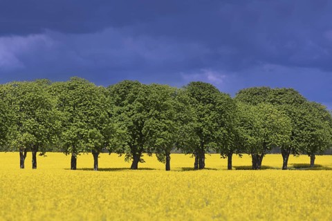 Farmland showing rape