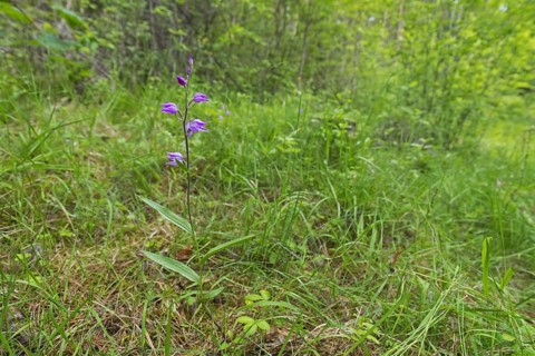 Red helleborine