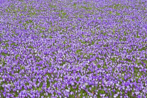 Purple carpet of blooming crocuses