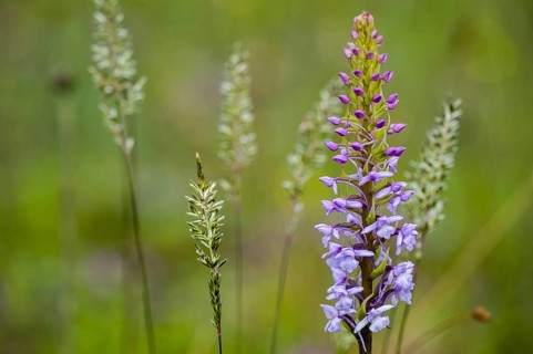 Fragrant orchid