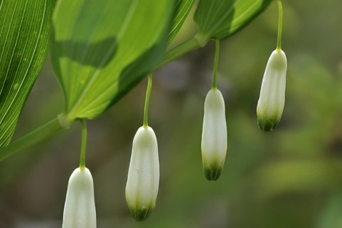 Angular Solomon's-seal