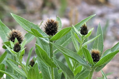 Black knapweed