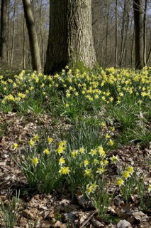 Wild daffodils