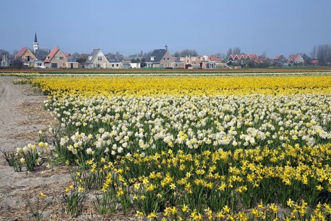 Colourful narcissus and daffodil