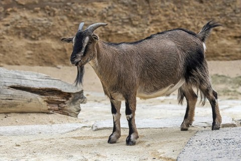 Cameroon sheep