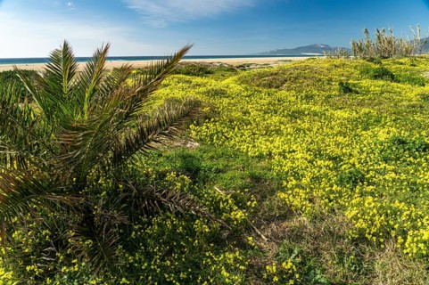 Playa de Los Lances beach in Tarifa