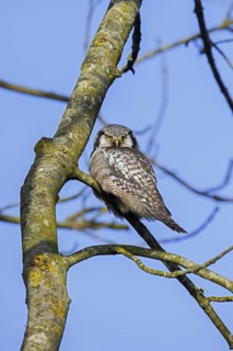Northern hawk-owl