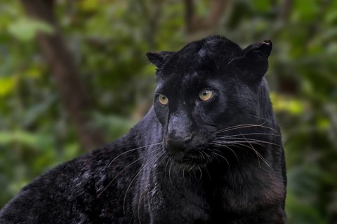 Melanistic leopard