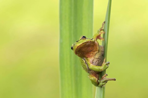 European tree frog
