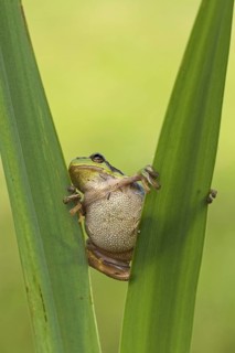 European tree frog