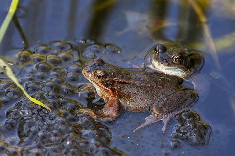 European common frog