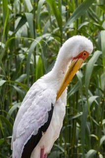 Yellow-billed stork