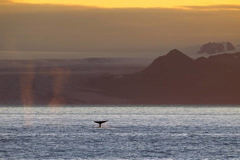 Blue whale