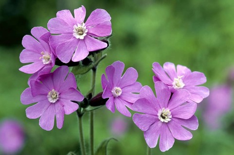 Red campion