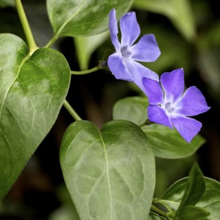 Bigleaf periwinkle