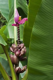 Hairy banana