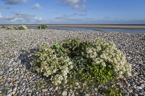 Sea kale