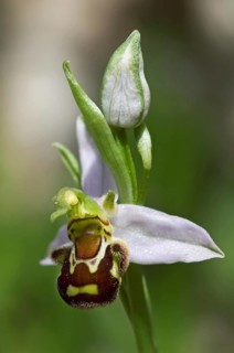 Bee orchid