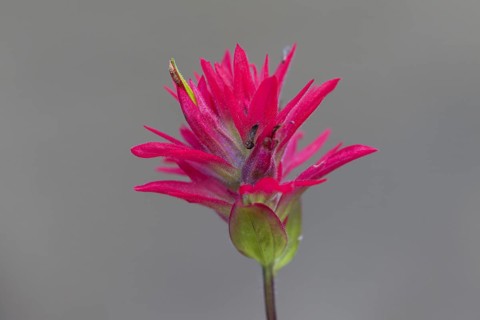 Close up of giant red Indian paintbrush
