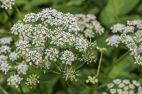 Ground elder
