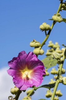 Common hollyhock
