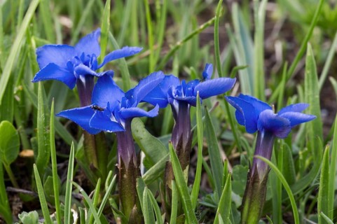 Spring gentians