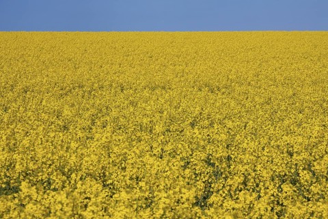 Field with rapeseed