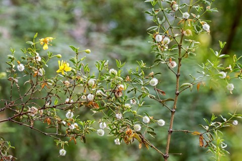 Creosote bush
