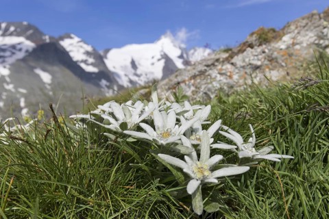 Edelweiss