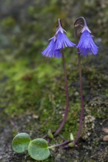 Alpine snowbell