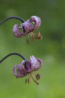 Martagon lily