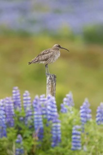 Eurasian whimbrel