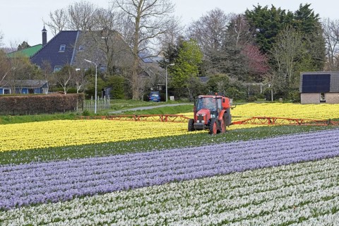 Tractor spraying over colourful tulips and hyacinths in Dutch tulip field in spring near Alkmaar